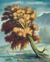 quellier cheneroseau.jpg (21731 octets)
